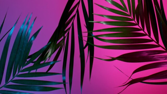 Silhouette Shadow of Palm Leaves Motion by Natural Wind Isolated on Neon Background. Super Slow Motion Filmed on High Speed Cinema Camera at 1000 fps.
