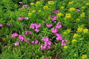 田島ヶ原　サクラソウ