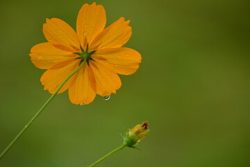 黄色のコスモスから垂れる雫
