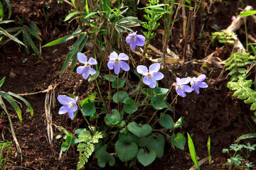 タチツボスミレ