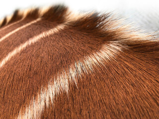 Fur from a Bongo Antelope pattern © bobbyw