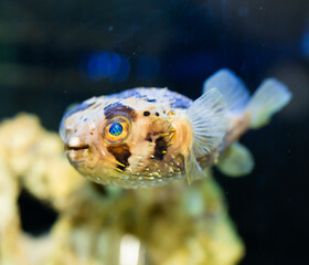 View of exotic tropical balloonfish also known as spiny porcupinefish and spiny puffer behind glass...