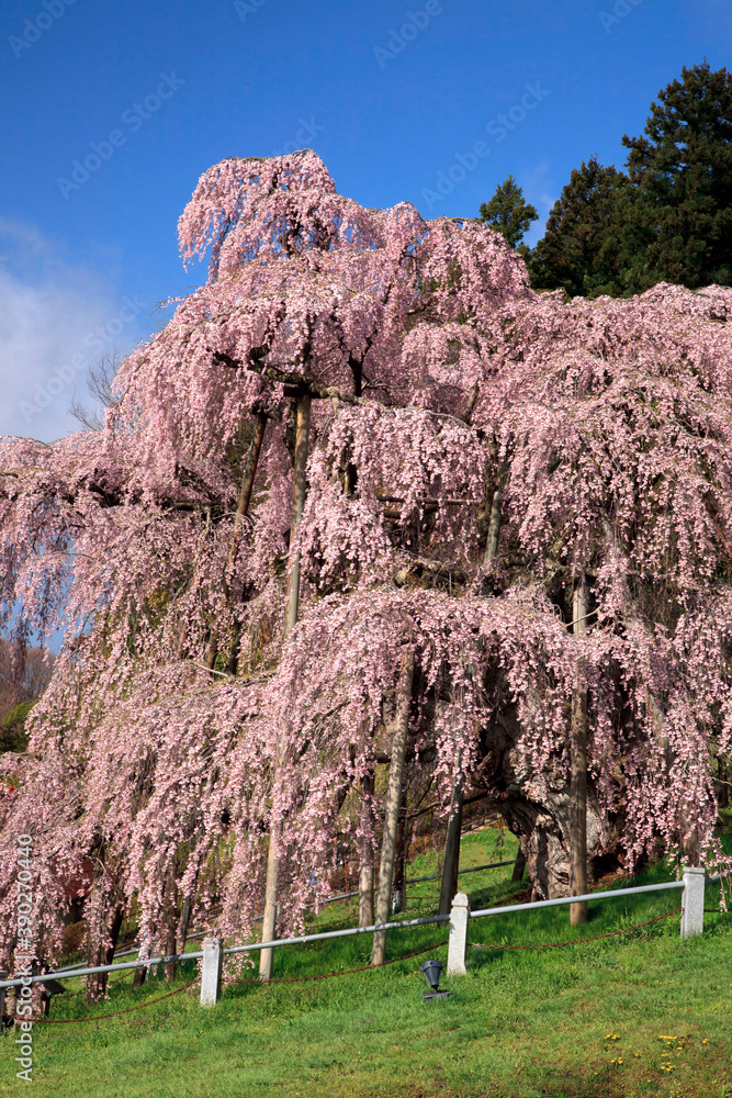 Sticker 三春の滝桜