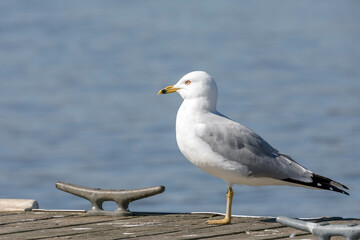 Close Up of a Ring-Billed Gull on a Dock with Water in the Background