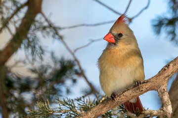 Close Up of a Female Northern Cardinal Perched on a Tree Branch