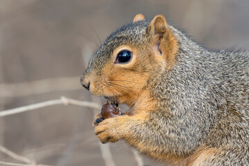 Close Up of a Gray Squirrel Feeding on an Acorn