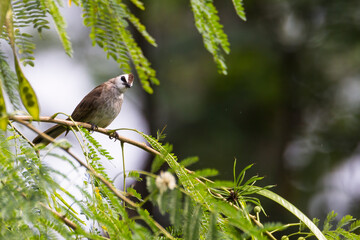 bulbul bird perched on a twig in nature