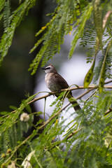 bulbul bird perched on a twig in nature
