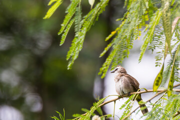 bulbul bird perched on a twig in nature