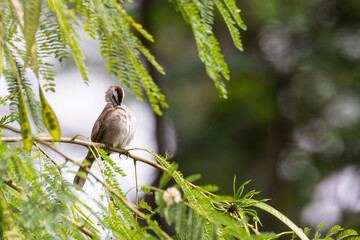 bulbul bird perched on a twig in nature