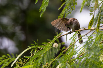 Fototapeta premium bulbul bird perched on a twig in nature