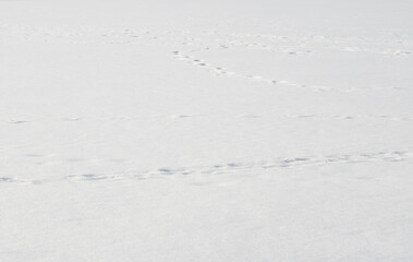 雪　足跡