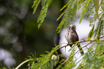 bulbul bird perched on a twig in nature