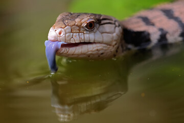 A Blue tongued skink (Tiliqua sp) is starting its daily activities.