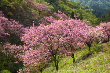 さくらの里　八重桜