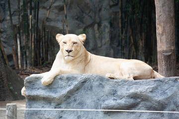 Naklejka na ściany i meble A large female white lion lounging on a rock.