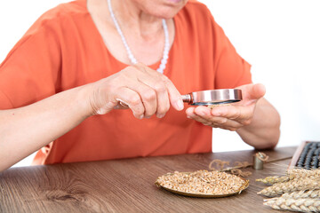 Chinese agriculturist holds a magnifying glass to study the quality of harvested wheat