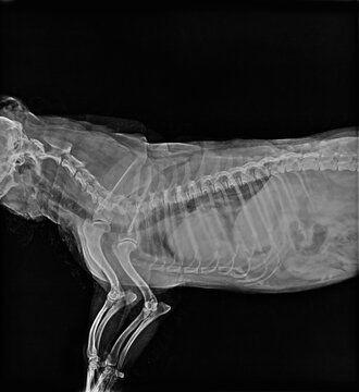 Tomography photo Of a dog skeleton Broken after having a car accident