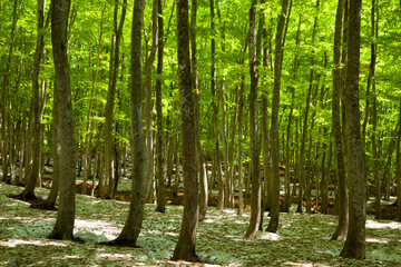 Naklejka premium 新緑の美人林