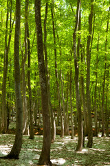 Obraz premium 新緑の美人林