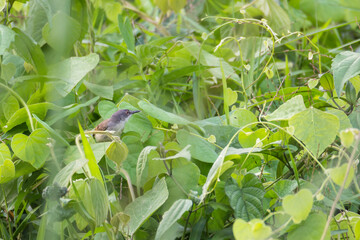 Common Tailorbird - Orthotomus sutorius bird in the family Cisticolidae