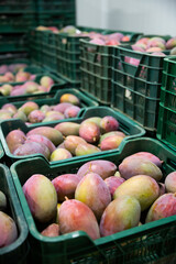 Freshly harvested mango in plastic crates in fruit packaging warehouse