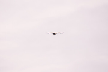 Eagle Minnesota Hawks Ridge Duluth MN