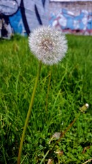 dandelion in the grass