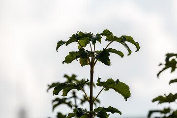 Wet leaves under a rain