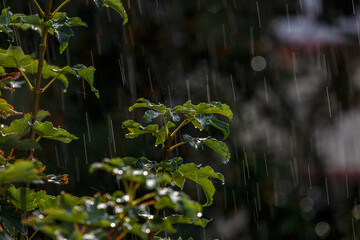 Wet leaves under a rain