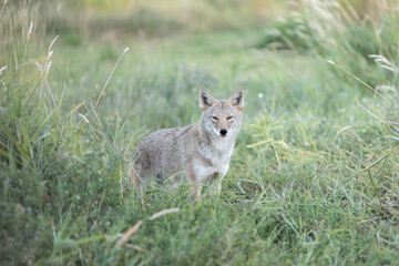 Naklejka na ściany i meble coyote in the grass headshot close encounter in city