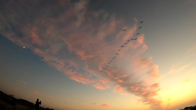 4K video of sea birds flying in formation over a dramatic streak of pink clouds over a twilight sky in Monterey Bay, California. Silhouette of a man looking up and taking a picture.