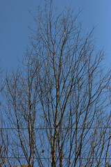 A sandalwood tree is drying up during the dry season