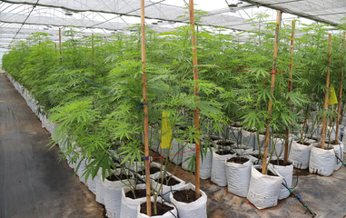 Marijuana or cannabis growing in green house. Raw material for medical use. 