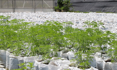 Young marijuana or cannabis growing in outdoor farming area. Fresh raw material for medical use. 