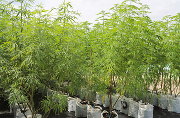 Marijuana or cannabis growing in outdoor farming area for medical use. 