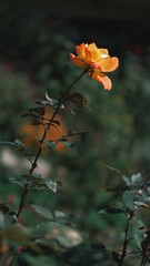 orange rose flower in the garden in vertical frame