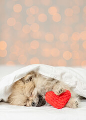 Cute Pomeranian spitz puppy sleeps on a bed at home with red heart on festive background. Valentines day concept. Empty space for text