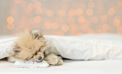 Pomeranian spitz puppy sleeps under white warm blanket on a bed at home. Empty space for text