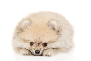 Pomeranian spitz lies in front view. Isolated on white background