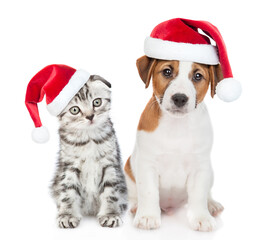 Jack russell terrier puppy and gray tabby kitten wearing red christmas hats sit together. isolated on white background