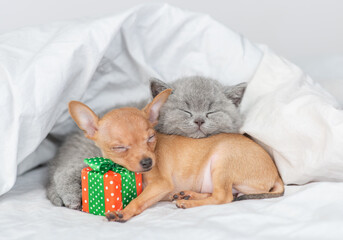 Toy terrier puppy hugs gift box and sleeps on a bed at home with british kitten