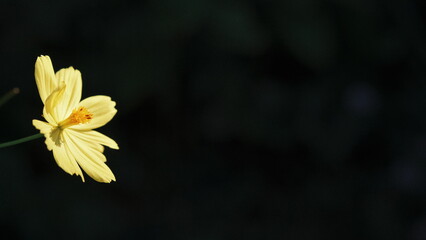 beautiful yellow flower isolated with natural dark negative space on the right