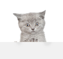 Cute kitten looks above empty white banner. isolated on white background