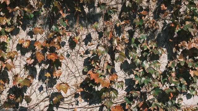texture of dying vines and leaves on the wall as we come into winter