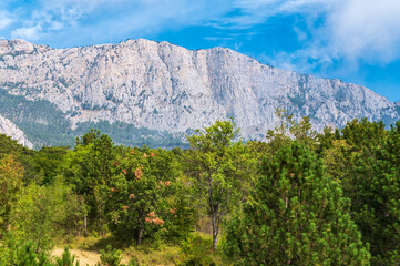 High rocky mountains on blue sky background. Green forest on the mountainside.
