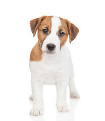 Jack russell terrier puppy stands in front view. Isolated on white background