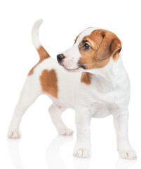 Jack russell terrier puppy stands and looks away. Isolated on white background
