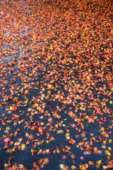 Fall color, small maple leaves in red, yellow, and orange, fallen on an asphalt driveway, as a...