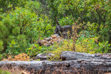 Fallen big tree with roots in autumn forest.